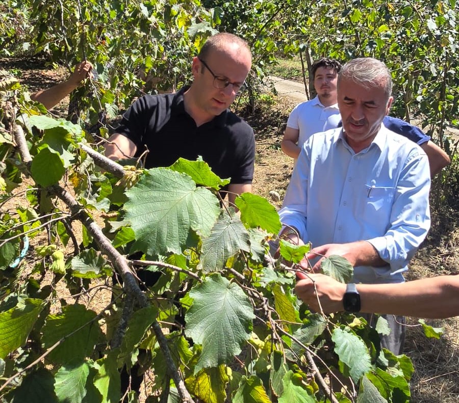  Fındık Hasadı Başladı: Kaymakam Emrah Azman Üreticilerle Buluştu