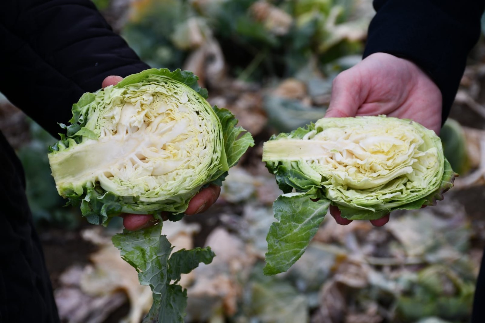 Alucra Kelem Pancarına Coğrafi İşaret Hazırlığı Başladı